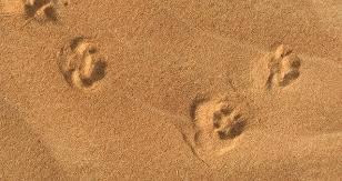 Песок барханый с доставкой по г. Алматы и Алматинской области, от 25 тонн и выше  - photo 1